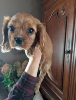 Cici , a female Cavalier King Charles Spaniel for sale in Centuria, WI – Photo 1 of 10