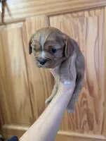 Cici , a female Cavalier King Charles Spaniel for sale in Centuria, WI – Photo 1 of 4