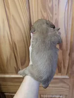 Cici , a female Cavalier King Charles Spaniel for sale in Centuria, WI – Photo 4 of 4