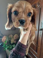 Cici , a female Cavalier King Charles Spaniel for sale in Centuria, WI – Photo 3 of 10