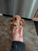 Cici , a female Cavalier King Charles Spaniel for sale in Centuria, WI – Photo 10 of 10