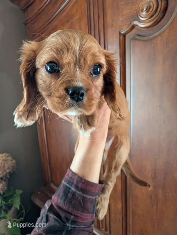 Cici  – Cavalier King Charles Spaniel puppy for sale in Centuria, WI