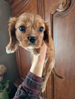 Cici , a female Cavalier King Charles Spaniel for sale in Centuria, WI – Photo 8 of 10