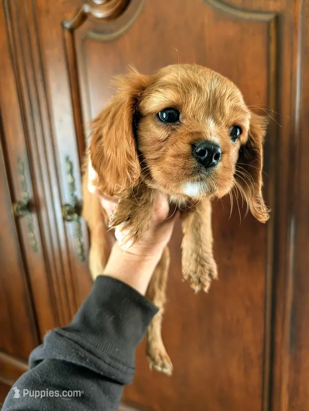 Cici  – Cavalier King Charles Spaniel puppy for sale in Centuria, WI