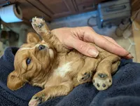 Cici , a female Cavalier King Charles Spaniel for sale in Centuria, WI – Photo 3 of 4