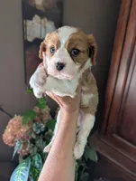 Brooks , a male Cavalier King Charles Spaniel for sale in Centuria, WI – 6 of 10
