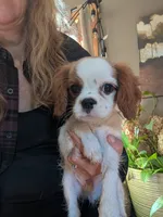 Banks  , a male Cavalier King Charles Spaniel for sale in Centuria, WI – 3 of 3
