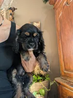 Knight- pending pick up , a male Cavalier King Charles Spaniel for sale in Centuria, WI – 2 of 9