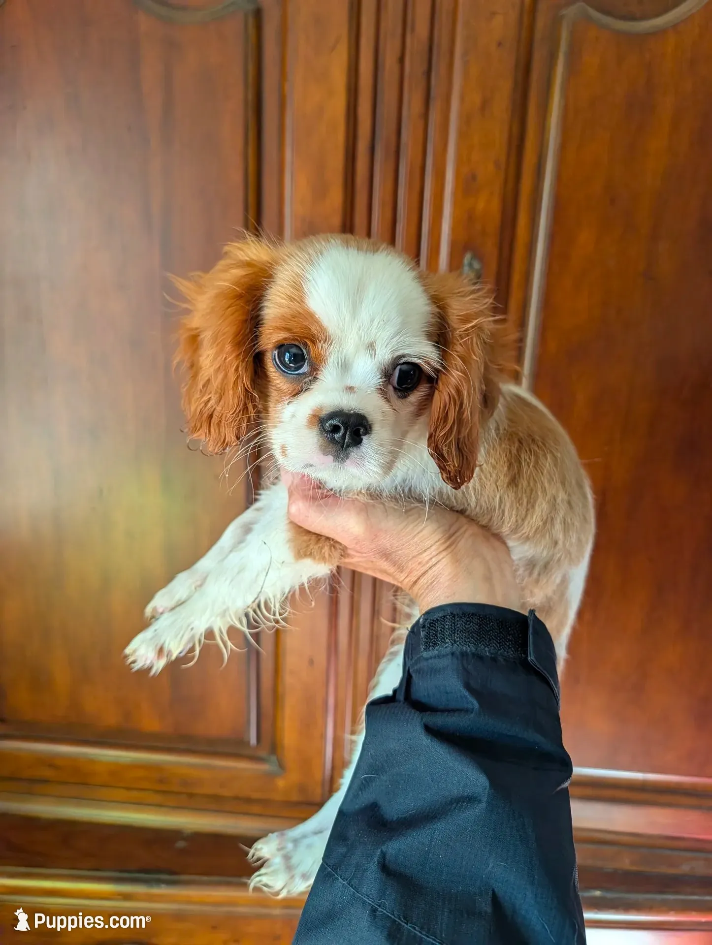 Banks  , a male Cavalier King Charles Spaniel for sale in Centuria, WI – 1 of 3