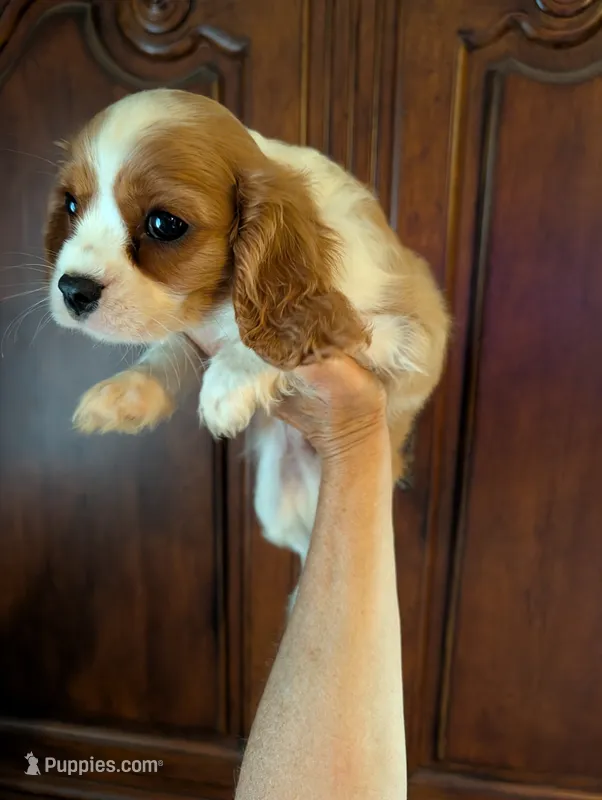Brooks  – Cavalier King Charles Spaniel puppy for sale in Centuria, WI