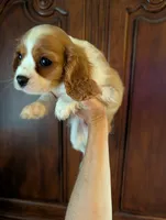 Brooks , a male Cavalier King Charles Spaniel for sale in Centuria, WI – 4 of 10