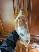 Banks  , a male Cavalier King Charles Spaniel for sale in Centuria, WI – 2 of 3