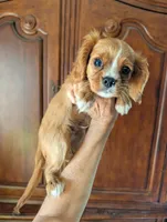 Flint , a male Cavalier King Charles Spaniel for sale in Centuria, WI – 2 of 10