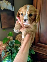 Flint , a male Cavalier King Charles Spaniel for sale in Centuria, WI – 2 of 10