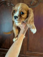 Flint , a male Cavalier King Charles Spaniel for sale in Centuria, WI – 5 of 10