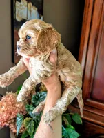 Leaf , a male Cavalier King Charles Spaniel for sale in Centuria, WI – 7 of 8