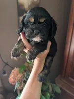 Knight, a male Cavalier King Charles Spaniel for sale in Centuria, WI – 7 of 10