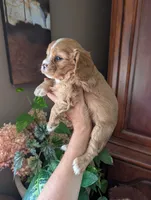 Flint , a male Cavalier King Charles Spaniel for sale in Centuria, WI – 7 of 10