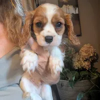 Brooks , a male Cavalier King Charles Spaniel for sale in Centuria, WI – 7 of 10
