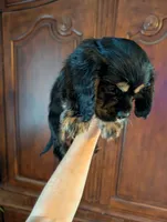 Knight- pending pick up , a male Cavalier King Charles Spaniel for sale in Centuria, WI – 5 of 9