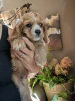 Leaf , a male Cavalier King Charles Spaniel for sale in Centuria, WI – 4 of 8