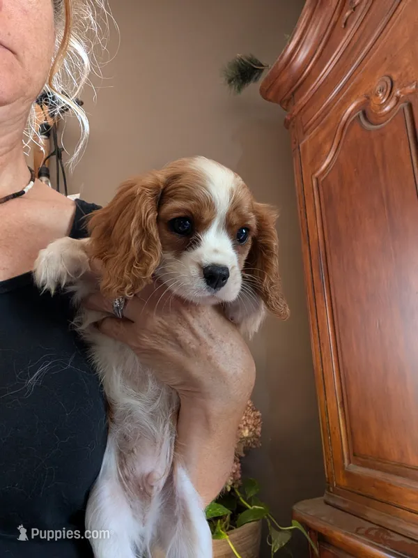 Brooks  – Cavalier King Charles Spaniel puppy for sale in Centuria, WI