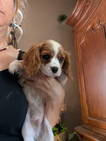 Brooks , a male Cavalier King Charles Spaniel for sale in Centuria, WI – 1 of 10