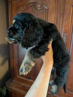 Knight- pending pick up , a male Cavalier King Charles Spaniel for sale in Centuria, WI – 7 of 9