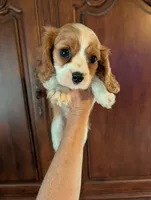 Brooks , a male Cavalier King Charles Spaniel for sale in Centuria, WI – 5 of 10