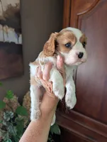 Brooks , a male Cavalier King Charles Spaniel for sale in Centuria, WI – 9 of 10