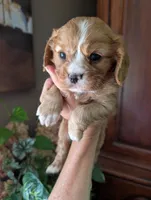 Flint , a male Cavalier King Charles Spaniel for sale in Centuria, WI – 4 of 10