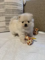 Monse, a female Pomeranian for sale in Newark, CA – 5 of 7