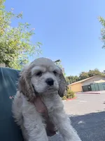 GALA, a female Cocker Spaniel for sale in Newark, CA – 1 of 5
