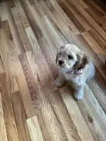 Gala, a female Cocker Spaniel for sale in Newark, CA – 8 of 8