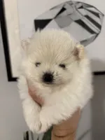 Leo, a male Pomeranian for sale in Newark, CA – 4 of 9