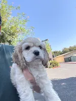 GALA, a female Cocker Spaniel for sale in Newark, CA – 2 of 5