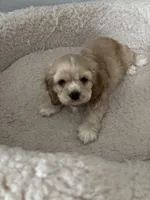 Gala, a female English Cocker Spaniel for sale in Newark, CA – 4 of 4