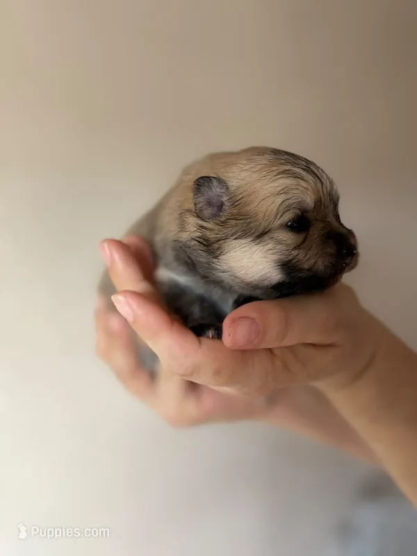 Lulu – Pomeranian puppy for sale in Newark, CA