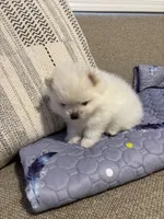 Leo, a male Pomeranian for sale in Newark, CA – 6 of 9