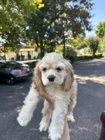 GALA, a female Cocker Spaniel for sale in Newark, CA – 3 of 5
