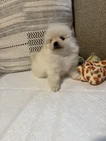 Monse, a female Pomeranian for sale in Newark, CA – 6 of 7