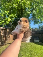 Sophia , a female Pomeranian for sale in Newark, CA – 2 of 3