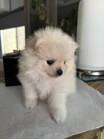 Kiara, a female Pomeranian for sale in Newark, CA – 3 of 5