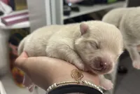 Lola, a female Pomeranian for sale in Newark, CA – 2 of 5