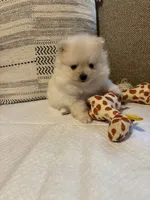 Monse, a female Pomeranian for sale in Newark, CA – 4 of 7