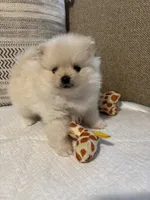 Monse, a female Pomeranian for sale in Newark, CA – 2 of 7