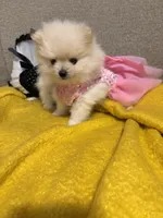 Kiara, a female Pomeranian for sale in Newark, CA – 2 of 5