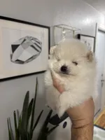 Leo, a male Pomeranian for sale in Newark, CA – 2 of 9