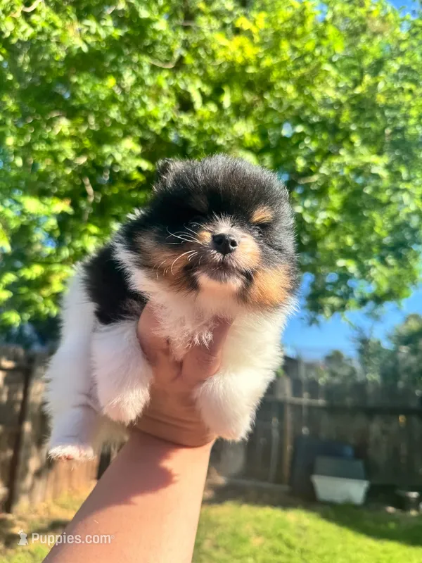 Theo – Pomeranian puppy for sale in Newark, CA