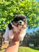 Theo, a male Pomeranian for sale in Newark, CA – 1 of 4